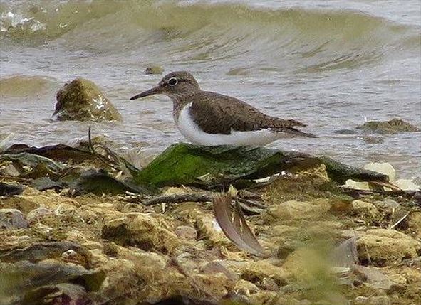 Common Sandpiper, Pitsford Res, 5th August 2015 (Alan Francis)