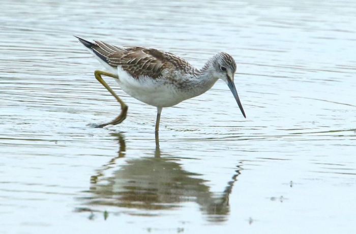 Greenshank, Summer Leys LNR, 14th August 2015 (Bob Bullock)
