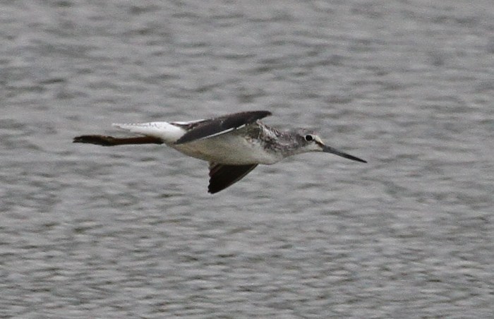 Greenshank, Summer Leys LNR, 20th August 2015 (Alan Coles)