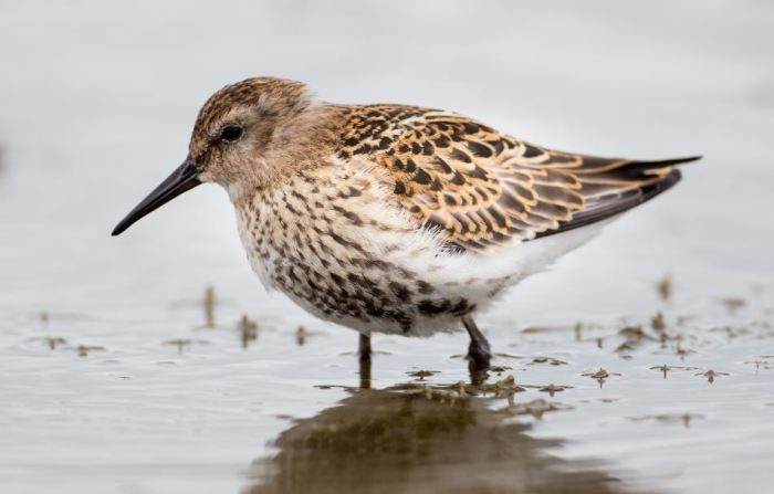 Juvenile Dunlin, Hollowell Res (Martin Swannell)