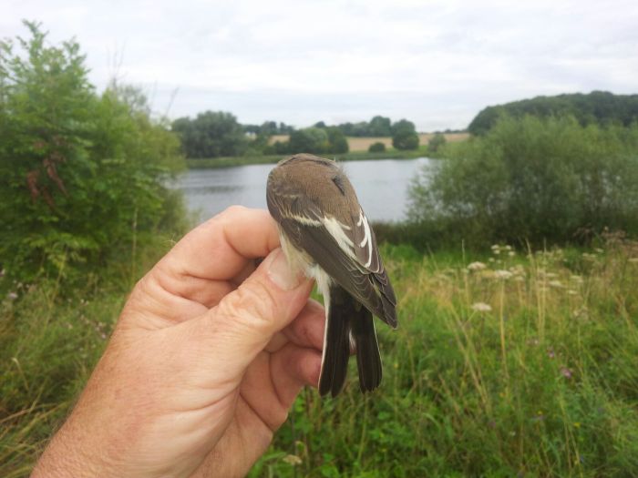 Juvenile Pied Flycatcher, Stanford Res, 24th August 2015 (Mick Townsend)