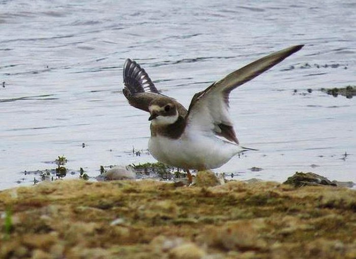 Juvenile Ringed Plover, Pitsford Res, 10th August 2015 (Alan Francis)