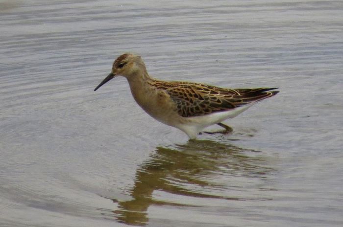 Juvenile Ruff, Wicksteed Park lake, 21st August 2015 (Alan Francis)