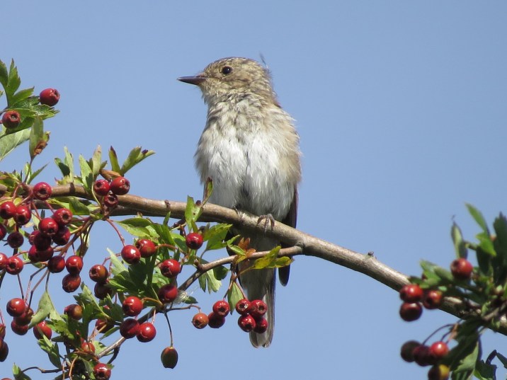 Juvenile Spotted Flycatcher, Polebrook AF, 22nd August 2015 (Simon Hales)