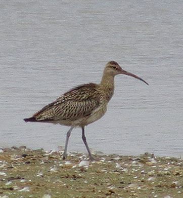 Juvenile Whimbrel, Pitsford Res, 20th August 2015 (Alan Francis)