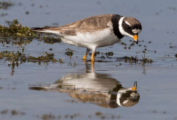 Ringed Plover, Pitsford Res, 15th August 2015 (Martin Swannell)