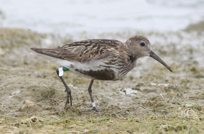 Spanish-ringed adult Dunlin, Hollowell Res, 7th August 2015 (Bob Bullock)4
