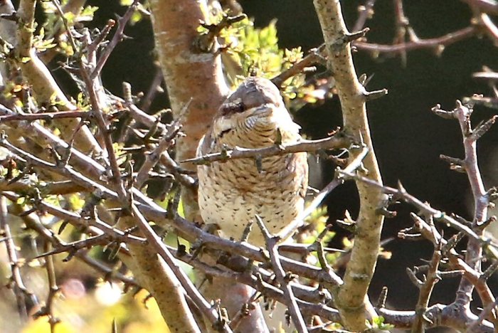 Wryneck, Harrington AF, 28th August 2015 (Bob Bullock)