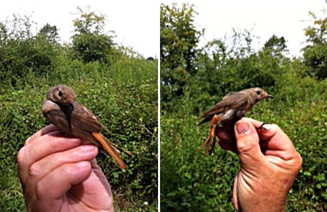 Adult female Common Redstart, Stanford Res, 5th July 2015 (Adam Homer)