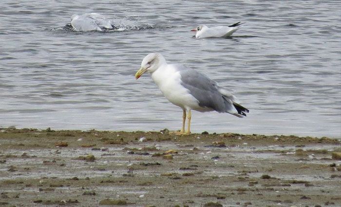 Adult Yellow-legged Gull, Pitsford Res, 22nd September 2015 (Alan Francis)