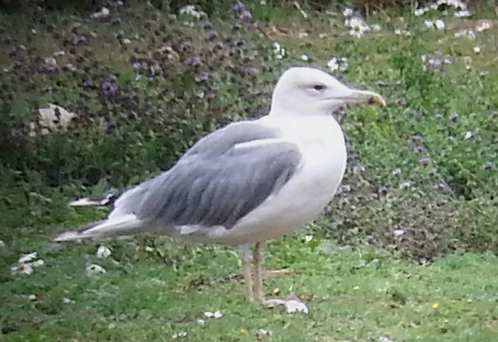 Caspian Gull, Stanwick GP, 4th September 2015 (Steve Fisher)