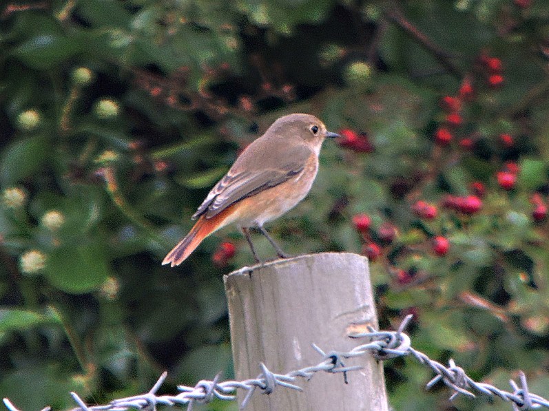 First-winter Common Redstart, Clifford Hill GP, 5th September 2014 (Mike Alibone)