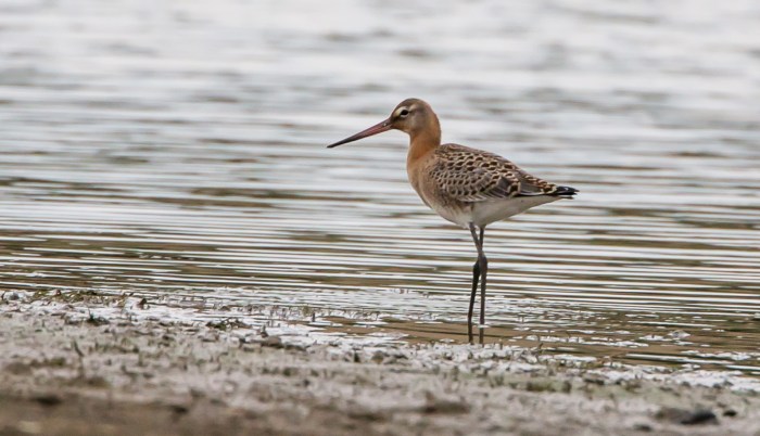 Juvenile Black-tailed Godwit, Hollowell Res, 3rd September 2015 (Martin Swannell)