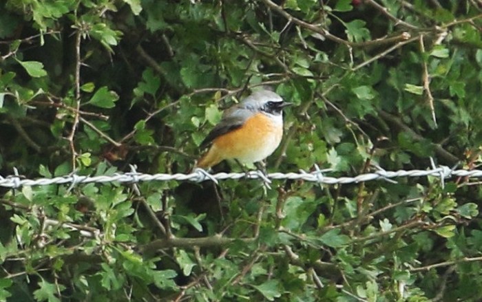 Male Common Redstart, between Pitsford Res and Walgrave, 13th September 2015 (Bob Bullock)