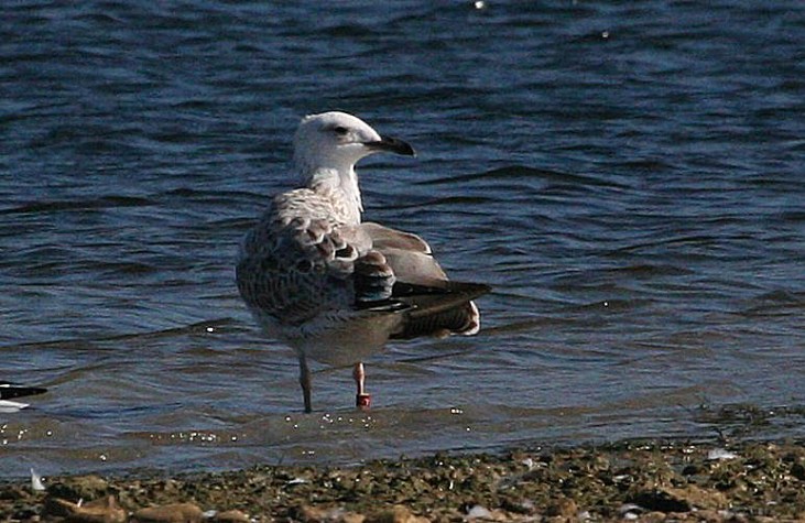Polish-ringed juvenile Caspian Gull in moult to first-winter, Stanwick GP, 10th September 2015 (Steve Fisher)