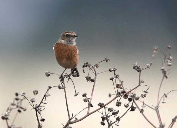 Stonechat, Blueberry Farm, Maidwell, 19th September 2015 (Martin Swannell)