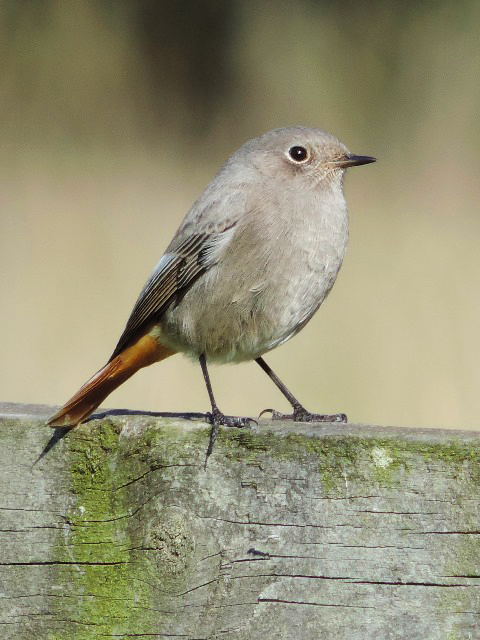 Black Redstart, Denton Wood, 14th October 2015 (Steve Brayshaw)