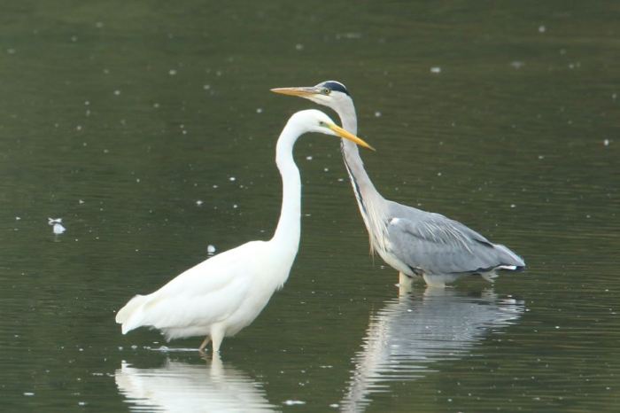 Great White Egret, Ravensthorpe Res, 3rd October 2015 (Bob Bullock)