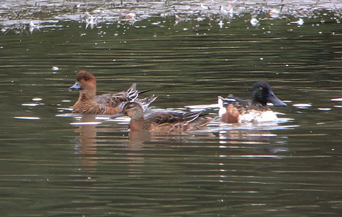 Juvenile male Garganey, Ravensthorpe Res, 19th October 2015 (Mike Alibone)