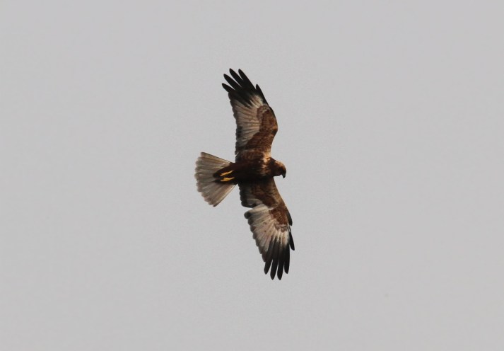 Male Marsh Harrier, Summer Leys LNR, 27th October 2015 (Alan Coles)