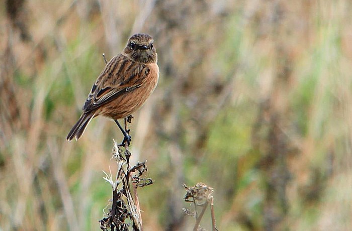 Stonechat, Blueberry Farm, Maidwell (3rd October 2015 (Mike Alibone)