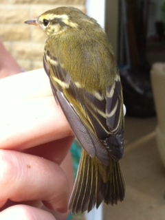 Yellow-browed Warbler, Kingswood, Corby, 29th September 2015 (Adam Homer)
