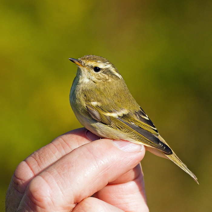 Yellow-browed Warbler, Stanford Res, 12th October 2015 (Paul Riddle)
