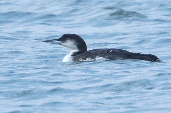 Adult Great Northern Diver, Stanwick GP, 11th November 2015 (Bob Bullock)