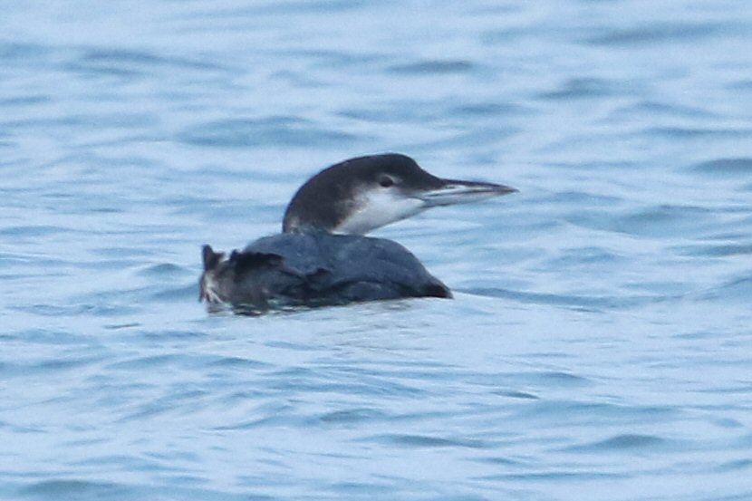 Adult Great Northern Diver, Stanwick GP, 11th November 2015 (Bob Bullock)