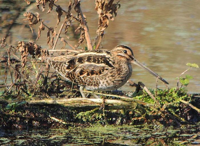 Common Snipe, Ecton SF, 1st November 2015 (Mike Alibone)