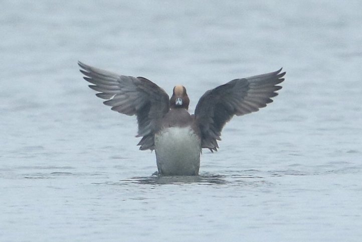 Eurasian Wigeon, Earls Barton GP, 14th November 2015 (Bob Bullock)