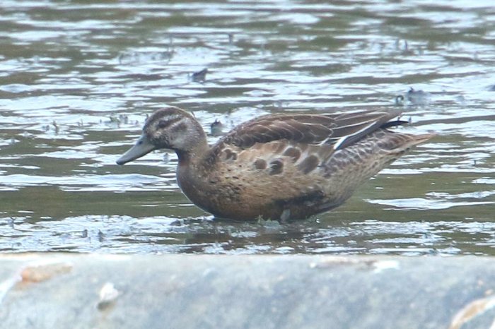 First-winter female Garganey, Pitsford Res, 3rd November 2015 (Bob Bullock)
