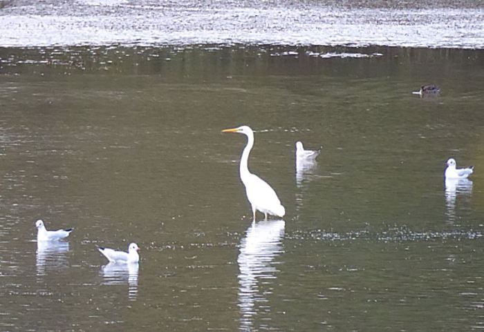Great White Egret, Ravensthorpe Res, 16th November 2015 (Mike Simon)