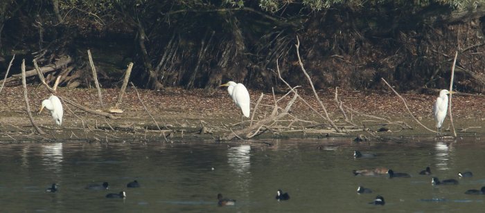 Great White Egrets, Pitsford Res, 1st November 2015 (Bob Bullock)