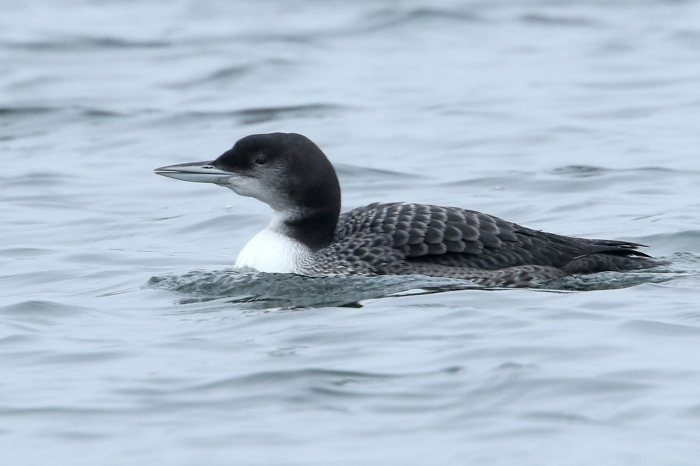 Juvenile Great Northern Diver, Earls Barton GP, 14th November 2015 (Bob Bullock)
