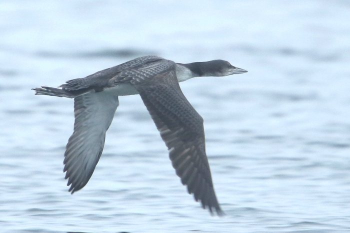 Juvenile Great Northern Diver, Earls Barton GP, 14th November 2015 (Bob Bullock)