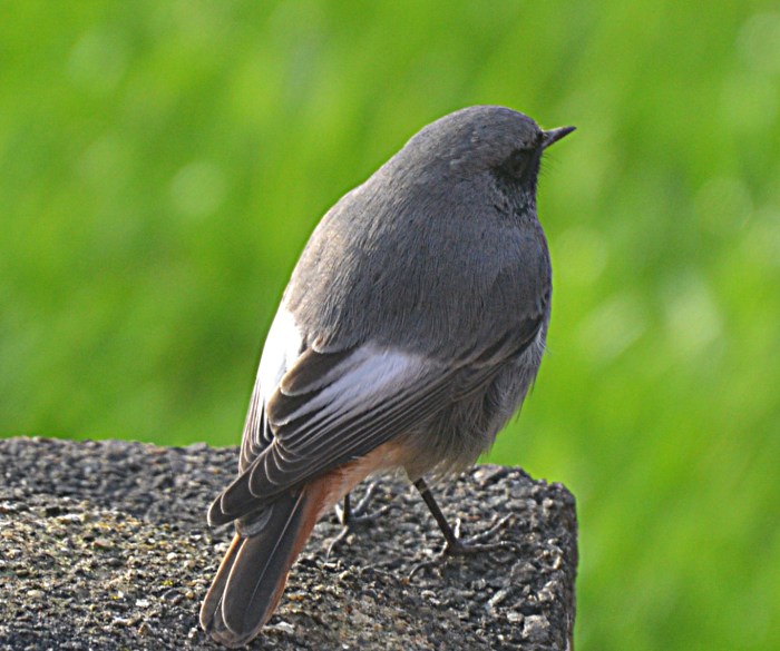 Male Black Redstart, Kettering, 19th November 2015 (Andrew Briggs)