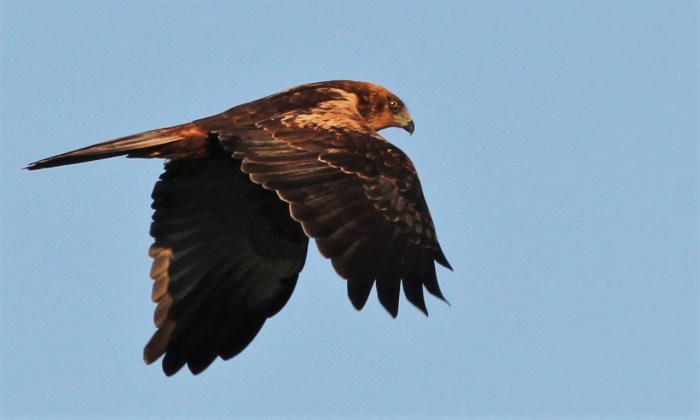 Second calendar year male Marsh Harrier, Summer Leys LNR, 1st November 2015 (Alan Coles)