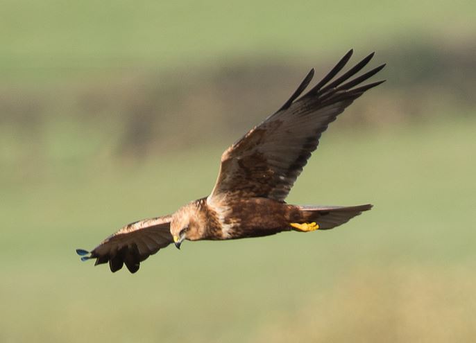 Second calendar year male Marsh Harrier, Summer Leys LNR, 20th November 2015 (John Nicholls)