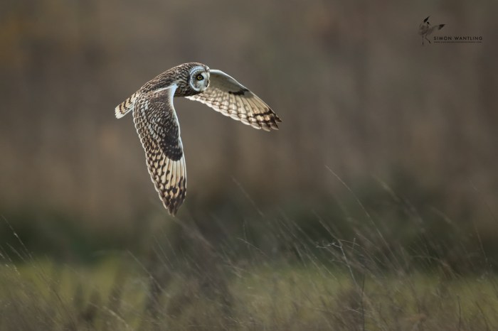 Short-eared Owl, Blueberry Farm, Maidwell, 22nd November 2015 (Simon Wantling)
