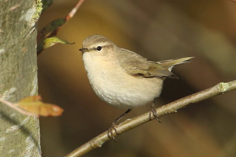 Siberian Chiffchaff, Pitsford Res, 25th November 2015 (Bob Bullock)