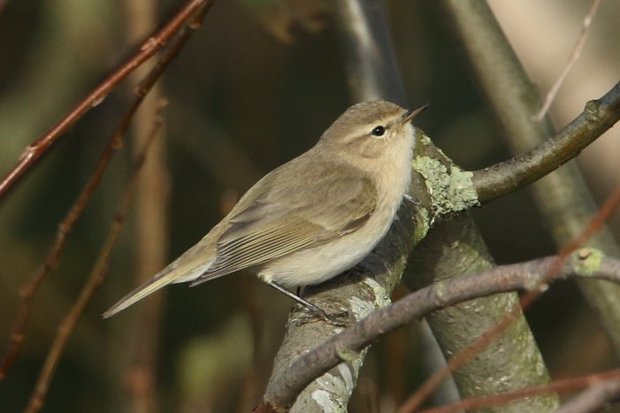 Siberian Chiffchaff, Pitsford Res, 25th November 2015 (Bob Bullock)