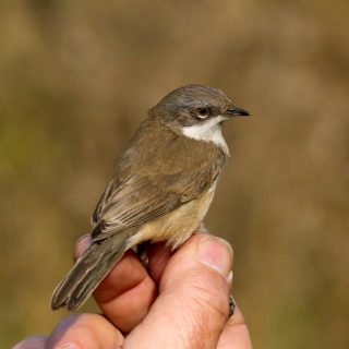 Siberian Lesser Whitethroat Sylvia curruca blythi, Stanford Res, 12th October 2015 (Paul Riddle)