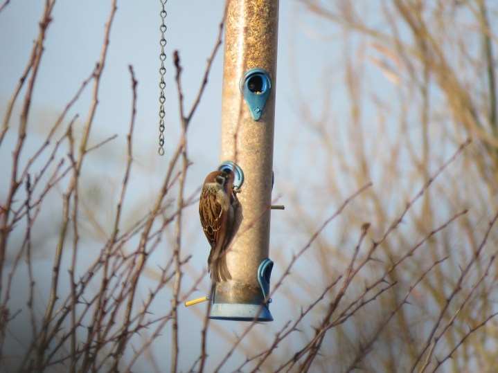 Tree Sparrow (Mick Townsend)