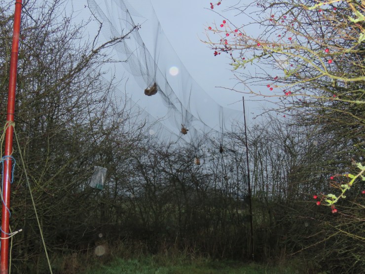 Early morning netting (Mick Townsend)