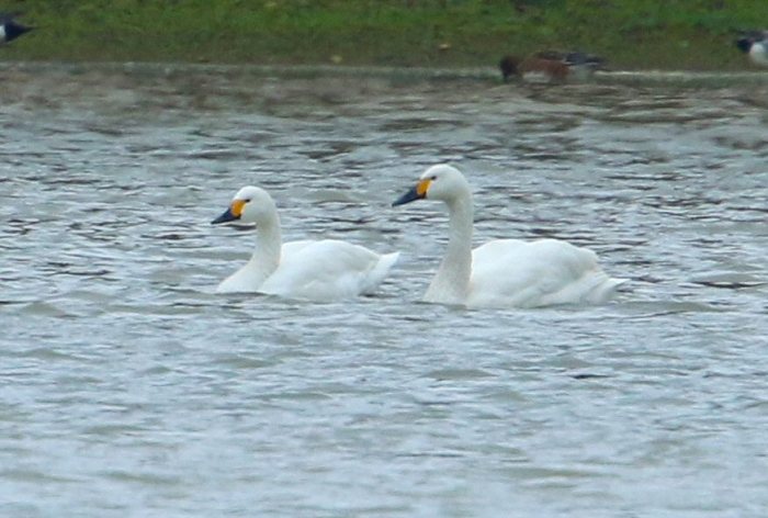 Bewick's Swans, Pitsford Res, 16th December 2015 (Bob Bullock)