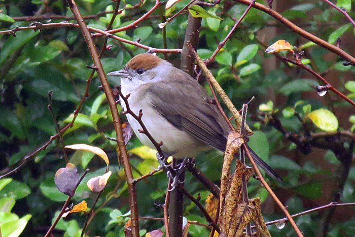 Female Central European Blackcap, Sywell, 15th December 2015 (Jim Dunkley)