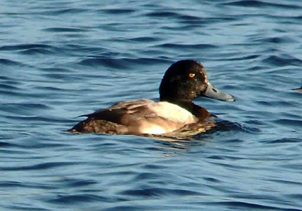 First-winter drake Scaup, Stortons GP, 31st December 2015 (Mike Alibone)