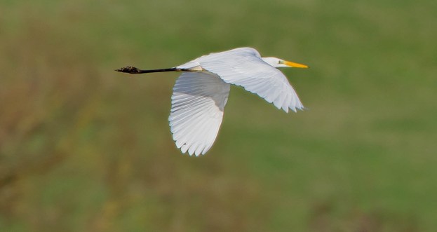 Great White Egret, Summer Leys LNR, 29th December 2015 (Martin Swannell)