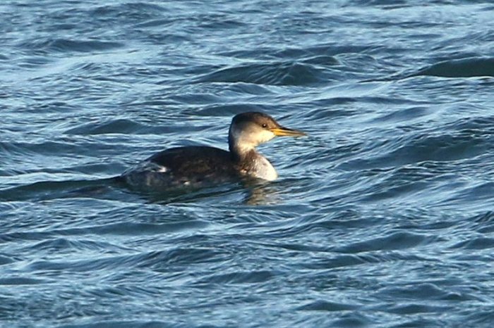 Red-necked Grebe, Pitsford Res, 11th December 2015 (Bob Bullock)